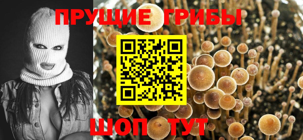 Заводоуковск  Псилоцибиновые грибы Psilocybe  Вход с VPN 